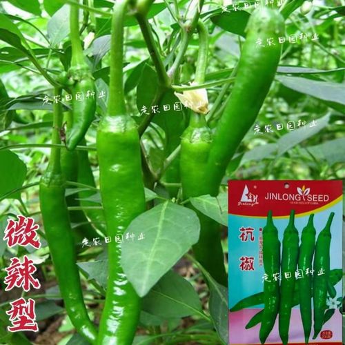 杭椒一号辣椒种子 香辣线椒微辣尖椒蔬菜籽 阳台菜园春秋季高产