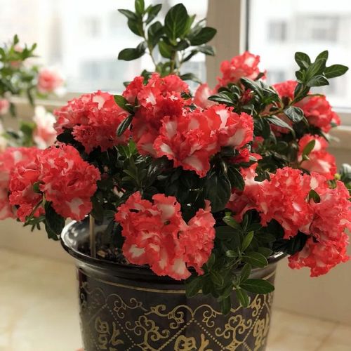 【凤冠红双喜杜鹃花】珍贵盆栽四季西洋杜鹃花 红双喜 皇冠 凤冠