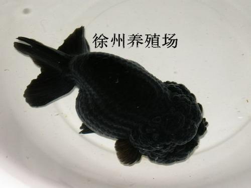 精品兰寿金鱼观赏鱼宠物鱼活体鱼苗黑寿包活 招财鱼 黑色金鱼活体