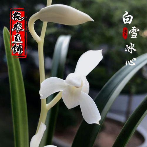 兰花苗盆栽植物室内四季兰建兰白雪冰心浓香好养客厅名贵花卉包邮