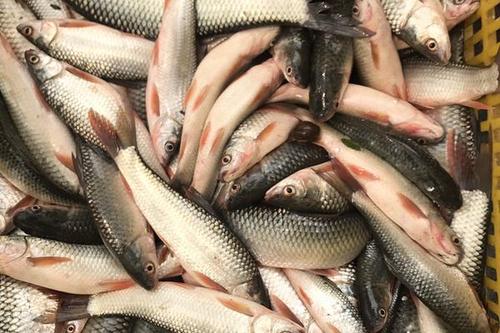 8/斤 麦鲮鱼红眼鱼开肚1到2两,规格统一