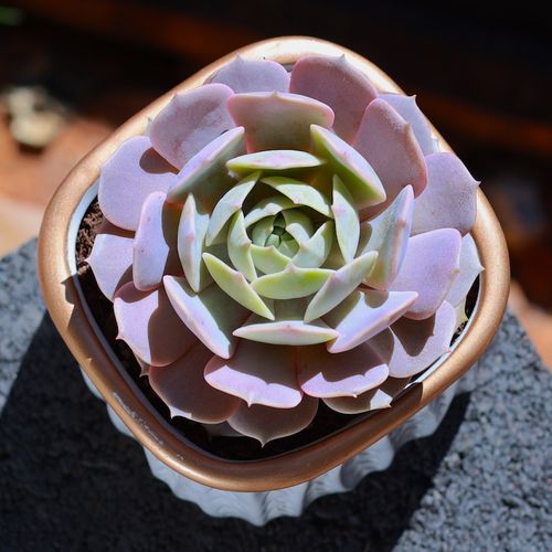 露娜莲多肉植物粉蝶盆栽云南直发肉肉植物新款室内花卉绿植盆栽