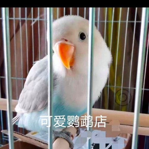 碧云天桃15-25天左右雏鸟亲人鸟幼鸟手养鸟牡丹鹦鹉鸟活体包邮【6月11