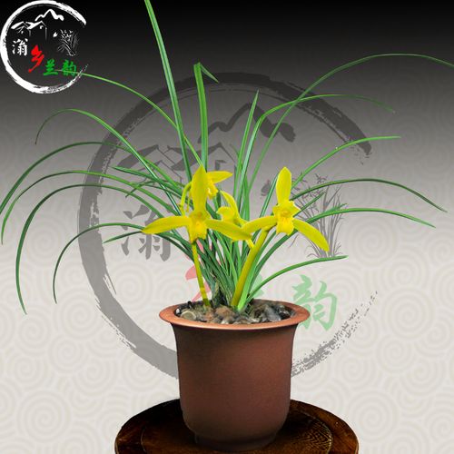 兰花【长源素】名贵蕙兰素花色花 浓香好养室内盆栽花兰花苗