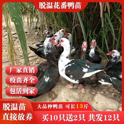 脱温大种西洋鸭活苗正宗花番鸭大品种白番鸭鸳鸯鸭苗旱鸭纯种黑番