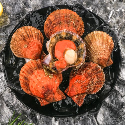 海鲜水产鲜活小红贝 扇贝 新鲜红扇贝优质野生小扇贝海鲜贝类烧烤
