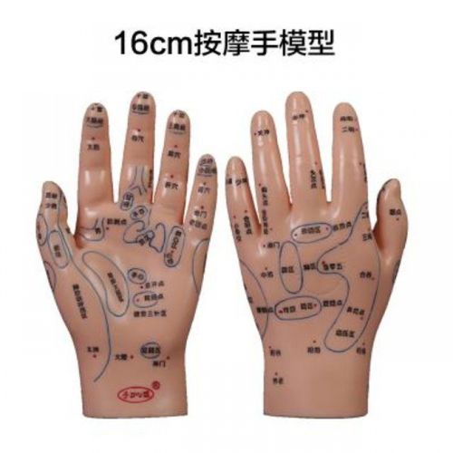 子彧清晰刻字版手部按摩反射区穴位模型手模左手掌背送手图新款子彧