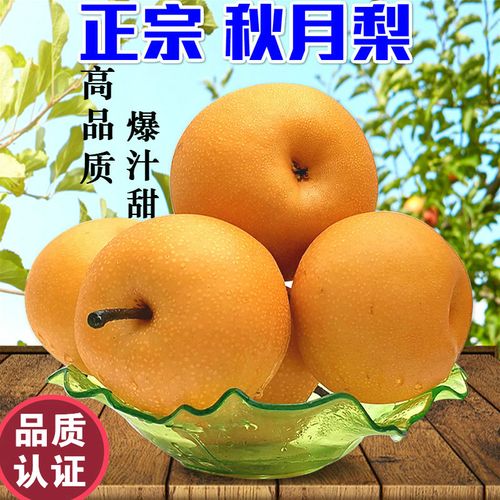 烟台秋月梨正宗5斤 新鲜水果莱阳梨南水梨甜羊脂梨子冰糖大梨应季