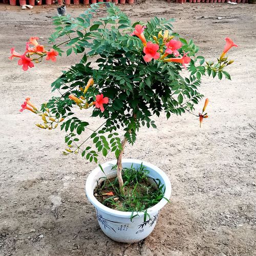 凌霄花树苗盆栽四季阳台庭院老桩紫藤花卉绿化苗爬藤植物攀爬耐寒