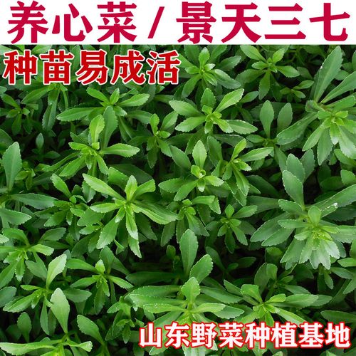 野菜基地养心菜种子救心菜红费菜种苗高钙菜景天三七 包成活 包邮