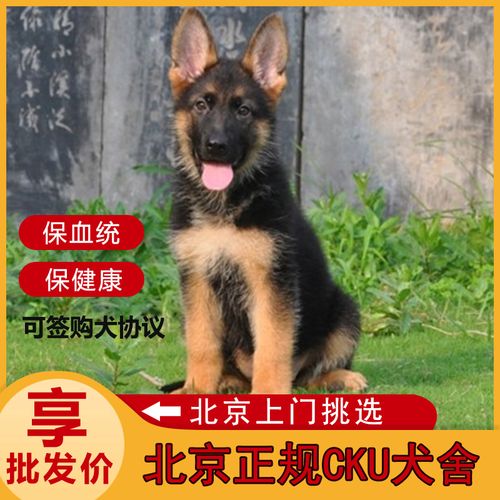 纯种德国牧羊犬幼犬黑背狼狗锤系弓背护卫犬警犬大型宠物狗狗基地