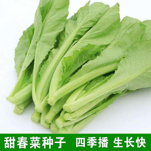 速生甜春菜种子小白菜青菜香芥菜耐热寒春夏秋冬四季蔬菜种籽孑仔
