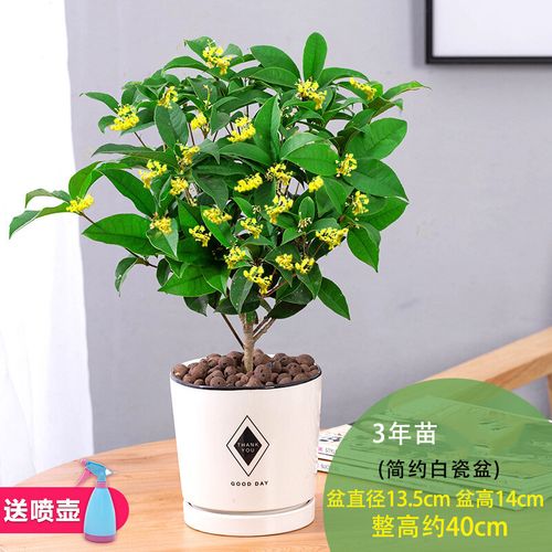 桂花树苗盆栽植物办公室内花卉四季开花好养易活的客厅绿植小盆景