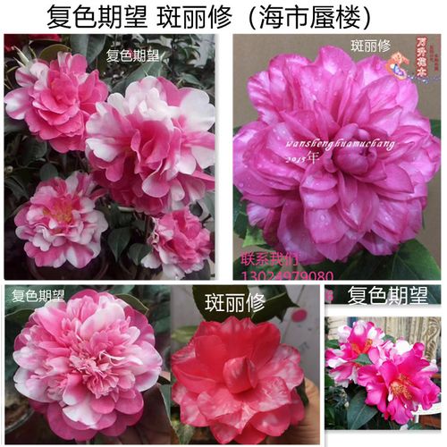 复色丽修茶花复色期望茶花 珍贵稀有茶花品种 海市
