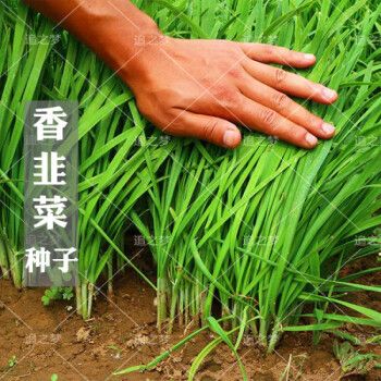 香韭菜种籽小细叶老品种香味浓郁生长四季盆栽耐寒金盛达蔬菜种子 香
