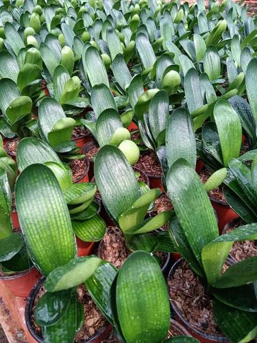 鞍山君子兰小苗绿植圆头短叶宽叶立板和尚花脸麻脸国