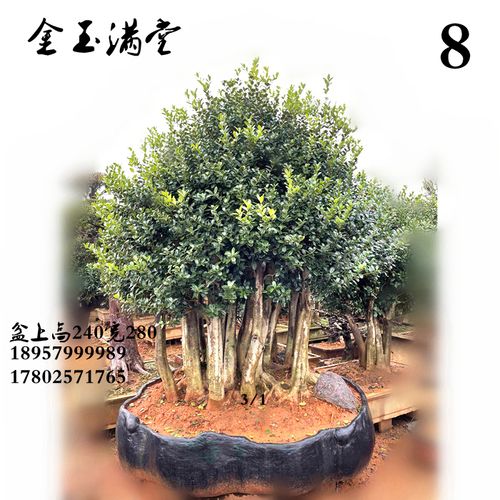金玉满堂盆景红果树满堂红庭院大别墅造型树植物四季常青一物一发