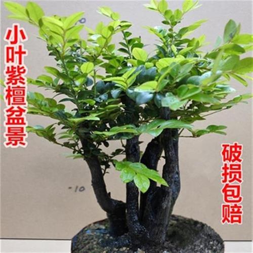 新品小叶紫檀f树树桩盆景室内w客厅办公k桌面绿植盆栽观茎植物易