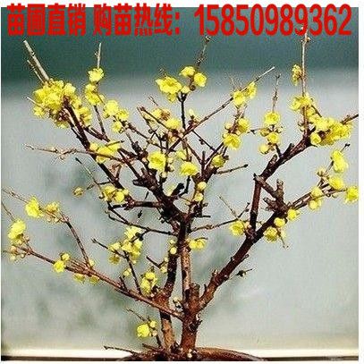 嫁接腊梅树苗盆栽庭院腊梅盆景树桩磬口 梅虎蹄 梅金钟梅狗牙梅苗