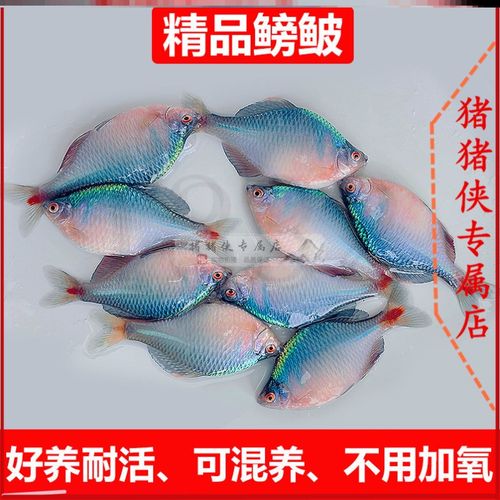 鱊除藻原生鳑鲏群游工具冷水鱼观赏鱼淡水冷稀有鱼苗游鱼旁皮皮鱼