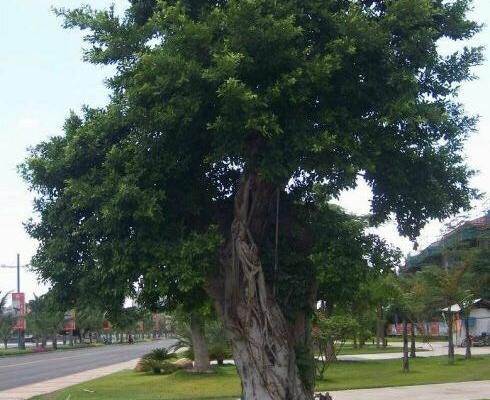 0/棵 大叶榕  正宗小叶榕树  细叶榕苗 长根须 庭院别墅绿