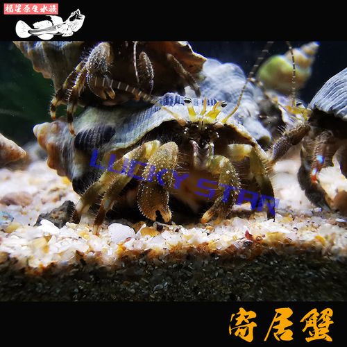 窄小寄居蟹海水可深水强力除藻观赏蟹好养活原生蟹不加温清理残食