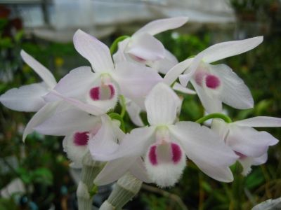 parishii fma.semi-alba "suwimol" am/rht 半白麝香石斛兰