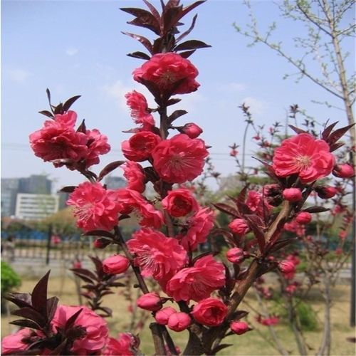 庭院观赏桃花红叶碧桃树苗紫叶碧桃苗工程绿化苗紫叶桃别墅风景树