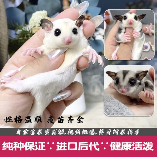 蜜袋鼯网红宠物活体澳洲蜜袋鼬小飞鼠幼崽原色白脸马赛克活物袋鼠定金