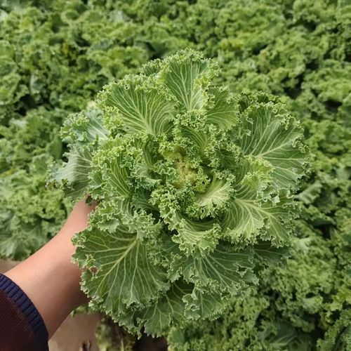 进口羽衣甘蓝 羽衣甘蓝盆栽 耐寒草花 冬季绿化 羽衣甘蓝苗 包邮