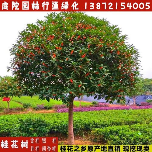丹桂红桂花状元红朱砂金桂四季桂苗大树庭院盆栽征地 直径2公分金桂