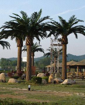 仿真海枣树 室内外2-7米海枣树 加拿利海枣树 酒店广场大型海枣树