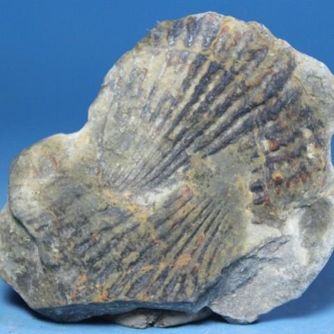 广西特色扇贝群丝翼蛤腕足类动物天然化石矿物晶体化石标本原石01