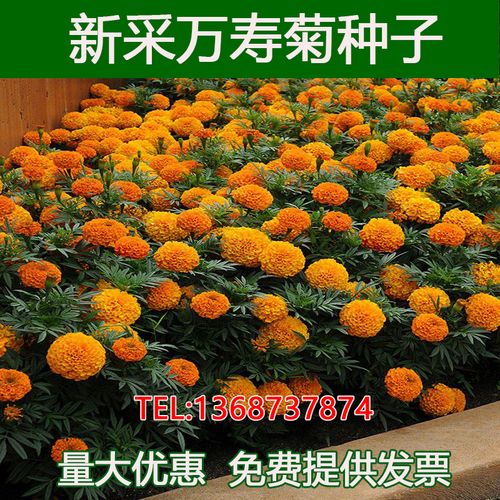 万寿菊种子易活花籽耐寒花种籽子庭院室外四季开花