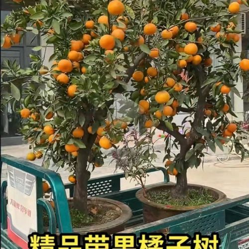 桔子树苗砂糖当年结果桔子树庭院盆栽橘子苗黄岩蜜桔 脆皮金桔树