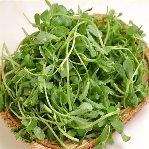 新鲜现挖野生马齿苋菜马齿菜新鲜蔬菜麻子菜五行草马力苋凉拌1斤