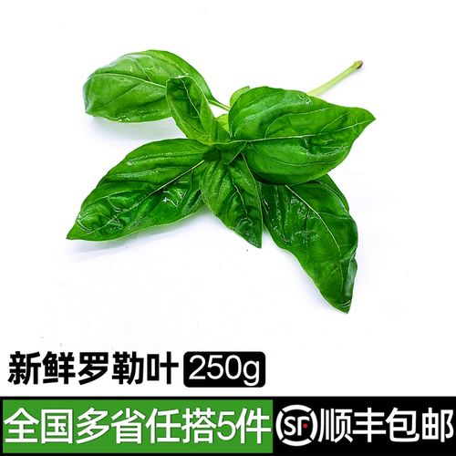 罗勒叶250g 新鲜蔬菜西餐欧罗可食用香料青酱调料 5件包邮