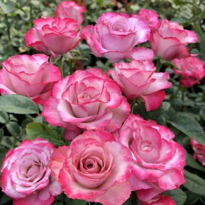 欧月灌木月季 旋转木马柯德娜 阳台微月四季开花盆栽花卉玫瑰花苗