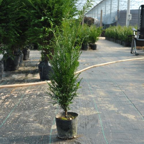 正宗曼地亚红豆杉树苗办公室内绿色植物盆景盆栽除 红豆杉5年苗 不含