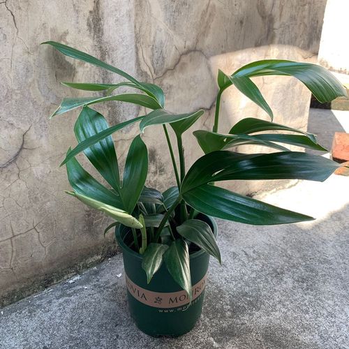 麒麟尾盆栽室内耐阴植物吸甲醛净化空气好养的观叶绿植桌面盆栽