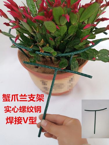 蟹爪兰架小盆栽支撑架植物蟹爪兰月季兰花护叶支架草莓番茄花支架