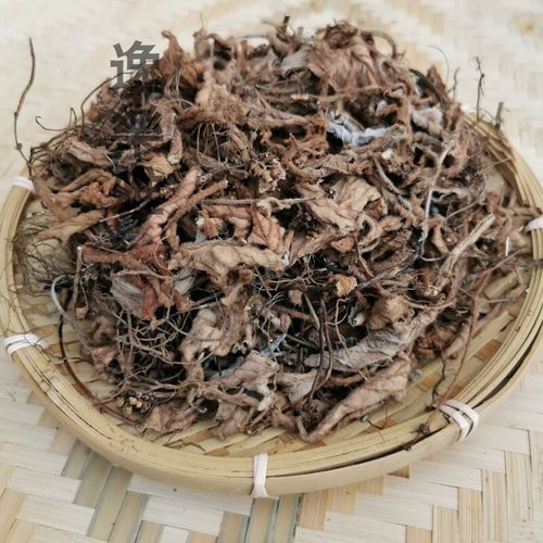 北京同仁堂原料贵州野生中药材石上莲软肝草正宗新鲜传统晒干通用软肝