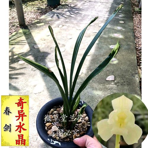 兰花 春剑艺草 奇异水晶 老种 盆栽 室内 阳台 花卉 办公室绿植