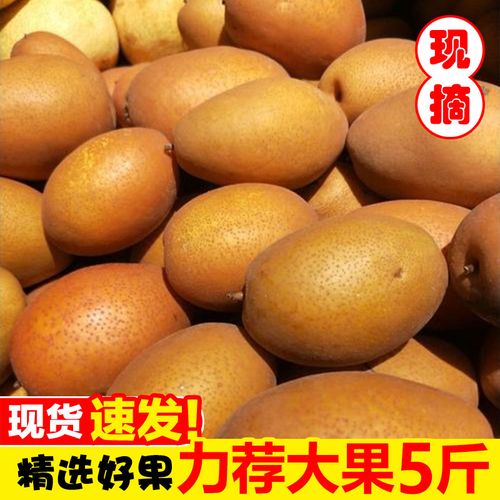 金珠沙梨王现摘洛宁梨子5斤水果梨新鲜当季整箱小沙梨应季包邮10