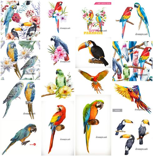 [529]ai矢量设计素材 水彩手绘鸟类金刚鹦鹉热带植物花朵印花图
