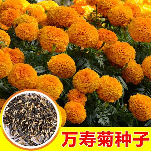 万寿菊种子菊花种子四季易活混色臭芙蓉花种籽子驱蚊