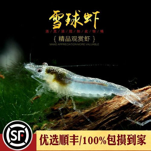 雪球虾白雪公主观赏宠物米虾水草缸白珍珠白玉水晶虾水族箱活体