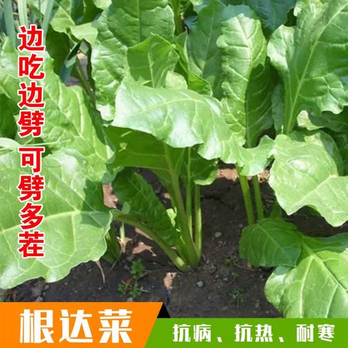 根达菜种子莙荙菜种子君达菜种子牛皮菜种子易种阳台四季菜种子
