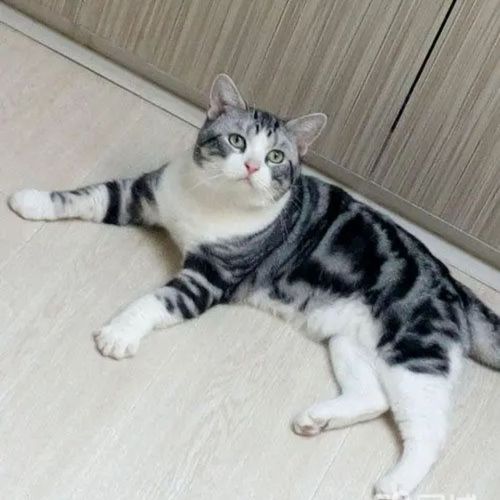 纯种虎斑美短起司猫加白活物活体标斑青年猫咪宠物幼崽短毛猫包邮