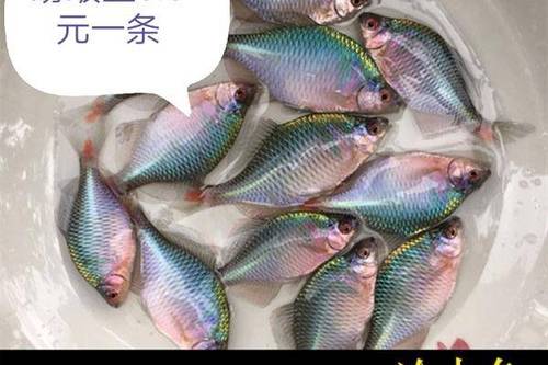 4/尾 鳑鲏  螃蚾鱼